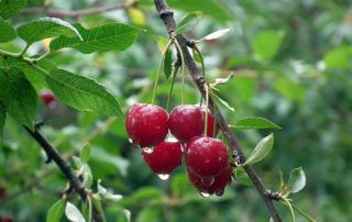 cerezas en arbol