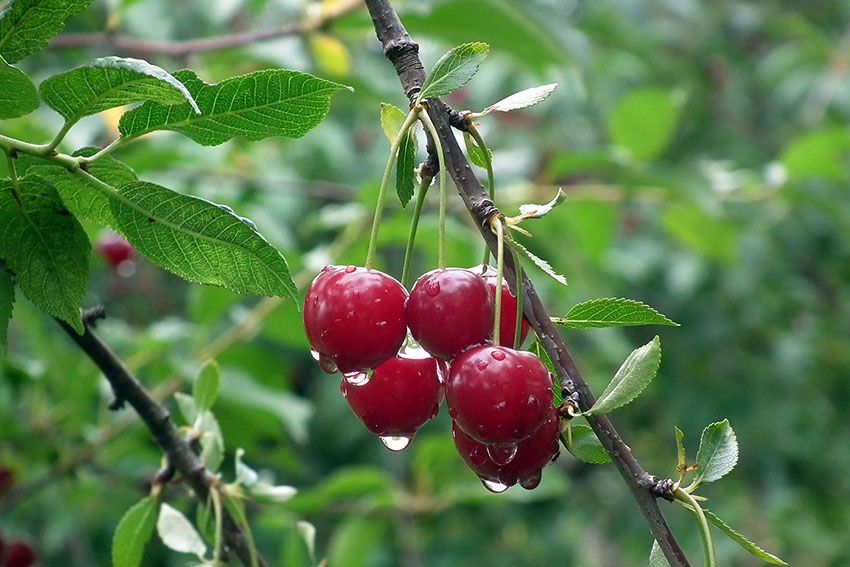 cerezas en arbol