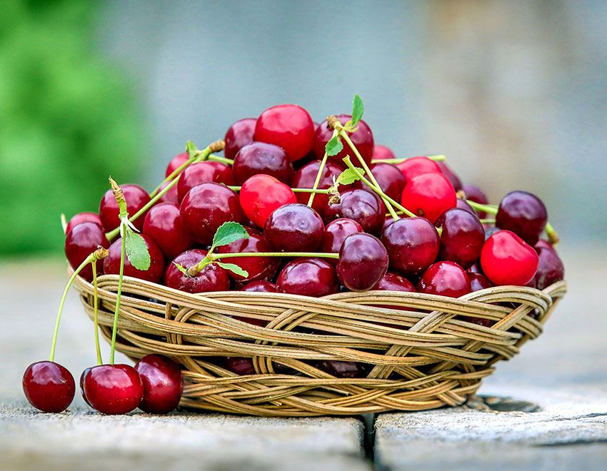 cerezas
