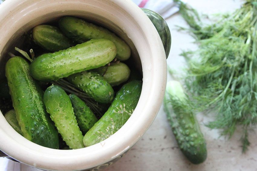 pepino