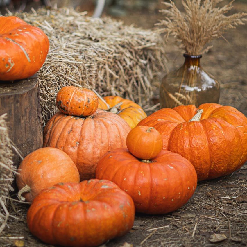 Calabazas