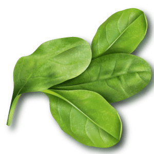 Espinacas