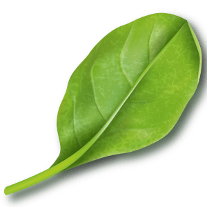 Espinacas