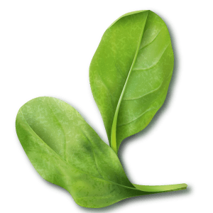 Espinacas