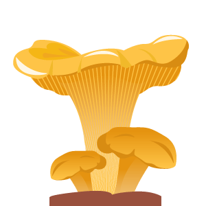 Robellón