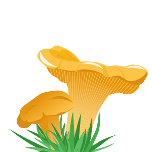 Robellón